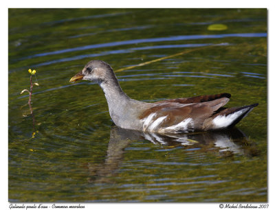 Galinule poule d'eau - Common moorhen