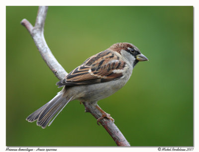 Moineau domestique  House sparrow