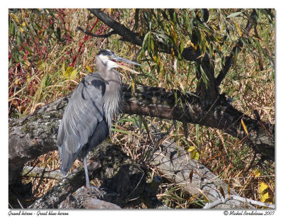 Grand hron - Great blue heron