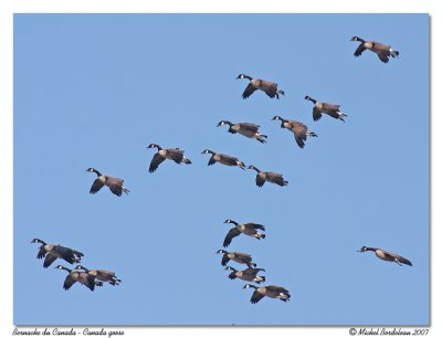 Bernache du Canada  Canada goose