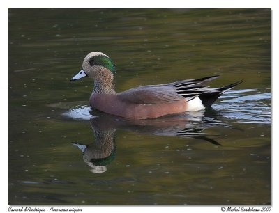 Canard d'Amrique  American wigeon