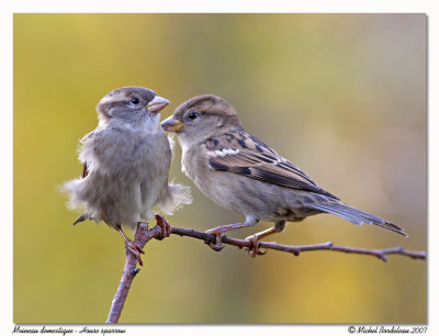 Moineau domestique  House sparrow