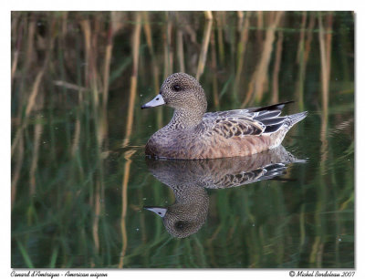 Canard d'Amrique  American wigeon