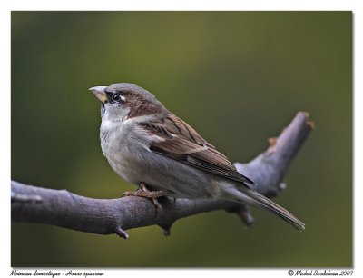 Moineau domestique - House sparrow