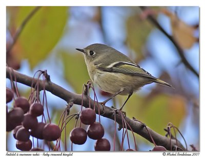 Roitelet  couronne rubis  Ruby crowned kinglet