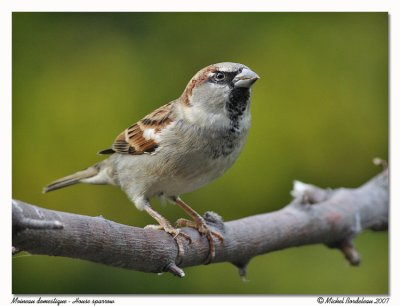 Moineau domestique <br/> House sparrow