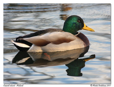 Canard colvert - Mallard