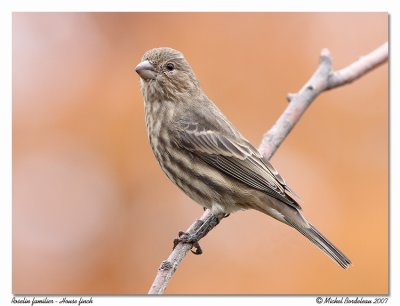 Roselin familier House finch