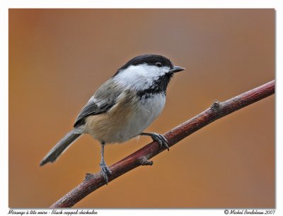 Msange  tte noireBlack capped chickadee