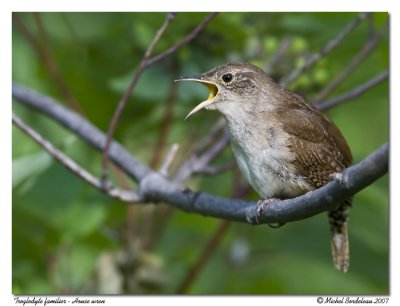 Troglodyte familier  House wren