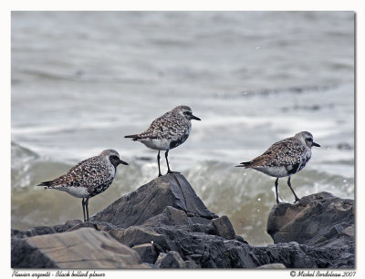 Pluvier argent - Black bellied plover