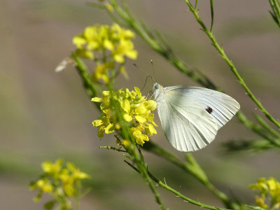 Piride du choux <br> Pieris brassicae