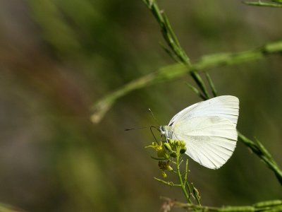 Piride du choux  Pieris brassicae