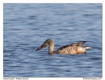 Canard souchet  Northern shoveler