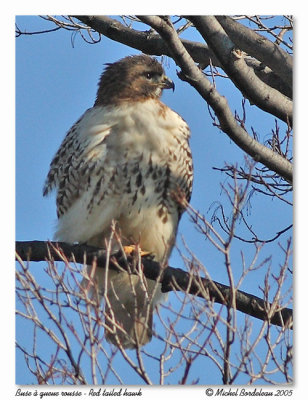 Buse  queue rousse  Red tailed hawk