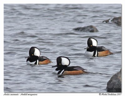 Harle couronné Hooded merganser