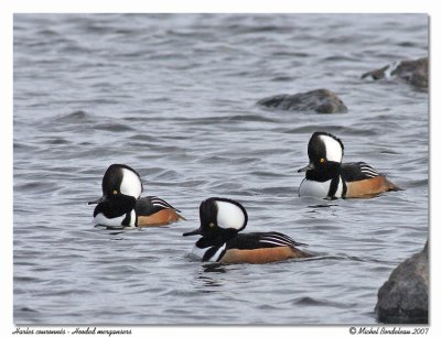 Harle couronn  Hooded merganser