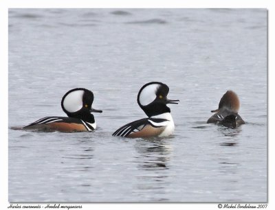 Harle couronn - Hooded merganser