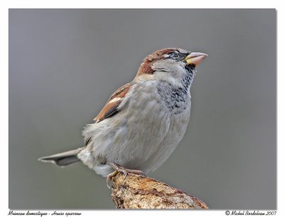 Moineau domestique - House sparrow