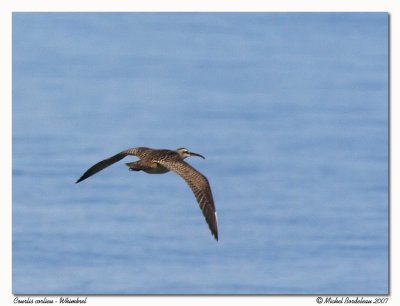 Courlis corlieu - Whimbrel