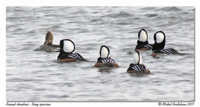 Harle couronn - Hooded merganser