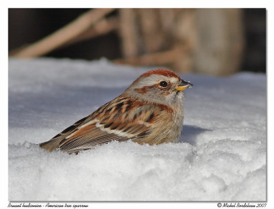 Bruant hudsonien  American tree sparrow