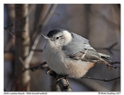 Sitelle  poitrine blanche  White breasted nuthatch