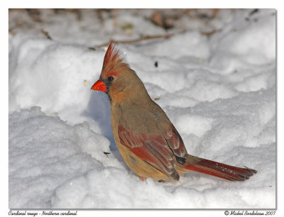 Cardinal rouge  Northern cardinal