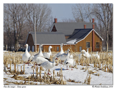 Oies des neiges  Snow geese