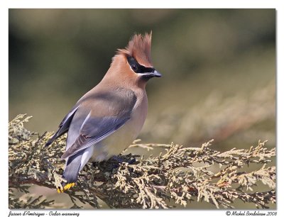 Jaseur d'Amrique  Cedar waxwing