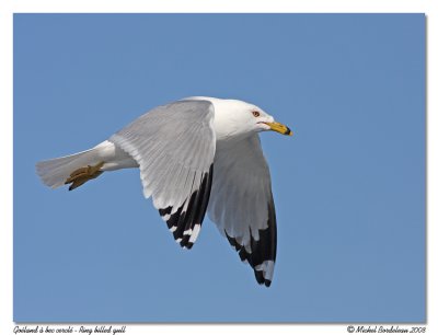 Goland  bec cercl - Ring billed gull