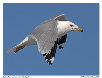 Goland  bec cercl  Ring billed gull