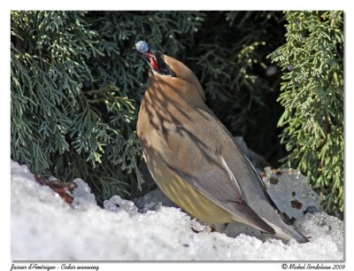 Jaseur d'Amrique  Cedar waxwing