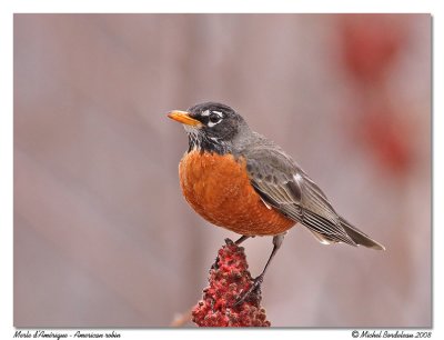 Merle d'Amrique  American robin