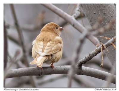 Moineau leucique  Leucistic house sparrow