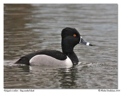 Fuligule  collier  Ring necked duck