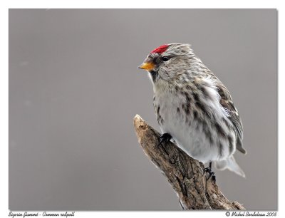 Sizerin flamm  Common redpoll