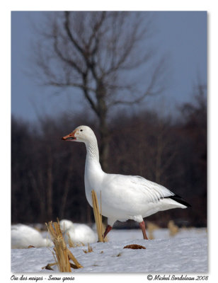 Oie des neige  Snow goose