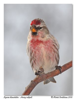 Sizerin flammé Common redpoll