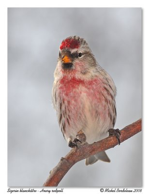 Sizerin flamm  Common redpoll