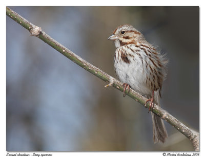 Bruant chanteur  Song sparrow