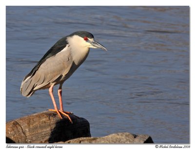 Bihoreau gris  Black crowned night heron