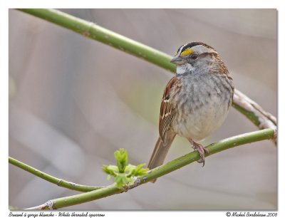 Bruant  gorge blanche  White throated sparrow