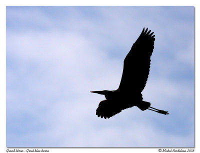 Grand hron  Great blue heron