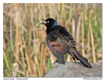 Quiscale bronz  Common grackle