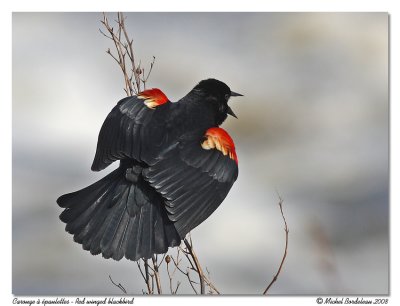 Carouge à épaulettes Red winged blackbird