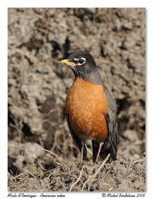 Merle d'amrique  American robin