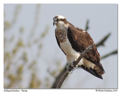 Balbuzard pêcheur Osprey