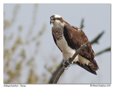 Balbuzard pcheur  Osprey