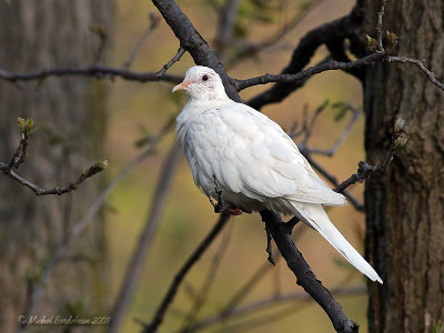 tourterelle blanche - White dove